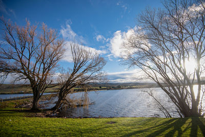 Bare tree by lake against sky