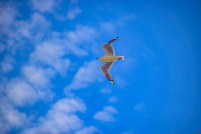 Low angle view of bird flying in sky