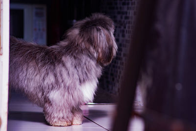 Low section of dog standing at home