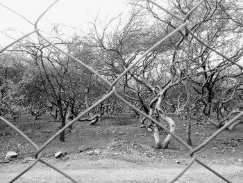 Fence seen through fence