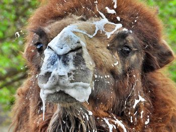 Close-up of a camel head