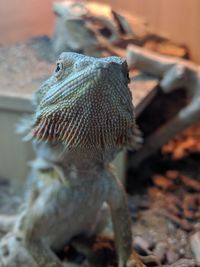 Close-up of a lizard 