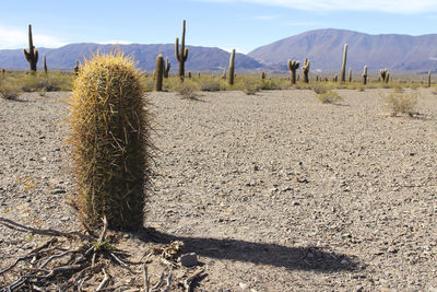 Cactus growing on field against sky