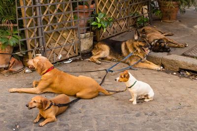 High angle view of a dog and cat