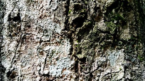 Full frame shot of tree trunk