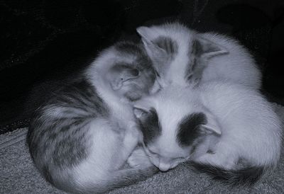 Close-up of dog sleeping