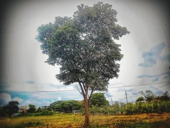 Tree on field against sky