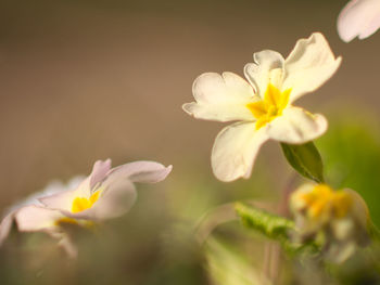 Close-up of white flowering plant