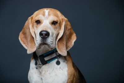 Close-up portrait of a dog over black background