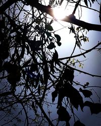 Low angle view of silhouette tree against clear sky