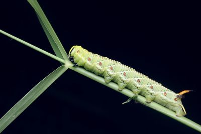 Close-up of insect on leaf against black background