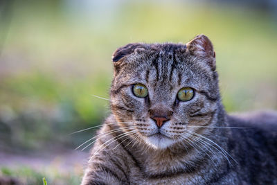 Portrait of tabby cat