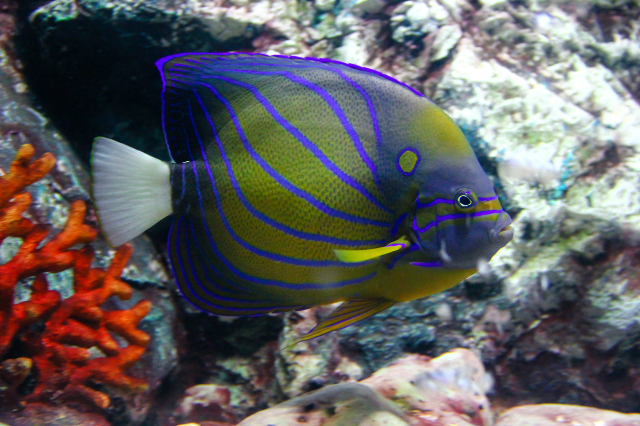 CLOSE-UP OF FISH SWIMMING