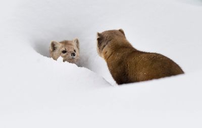 Close-up of pine martens in snow