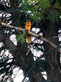 Low angle view of bird perching on tree