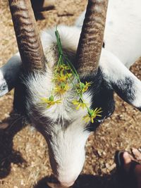 Close-up of hand holding bird