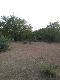 View of trees on field against sky