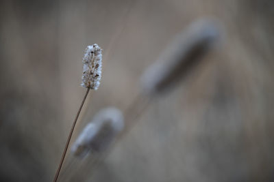 close-up