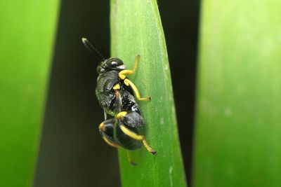 Close-up of insect on leaf