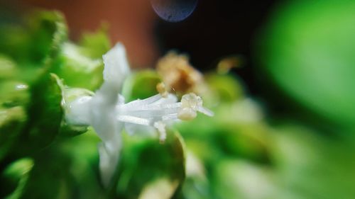 Close-up of wet flower