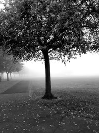 Trees on landscape against sky