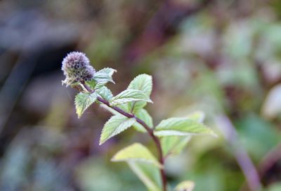 Close-up of flowering plant leaves