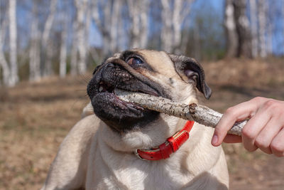 Pug drags a stick from a human hand on a background of blurred forest.