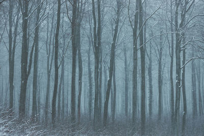 Bare trees in forest during winter