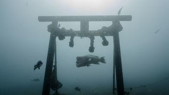 Fish swimming in sea