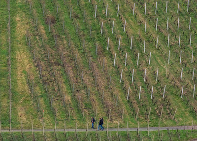 People on field against trees