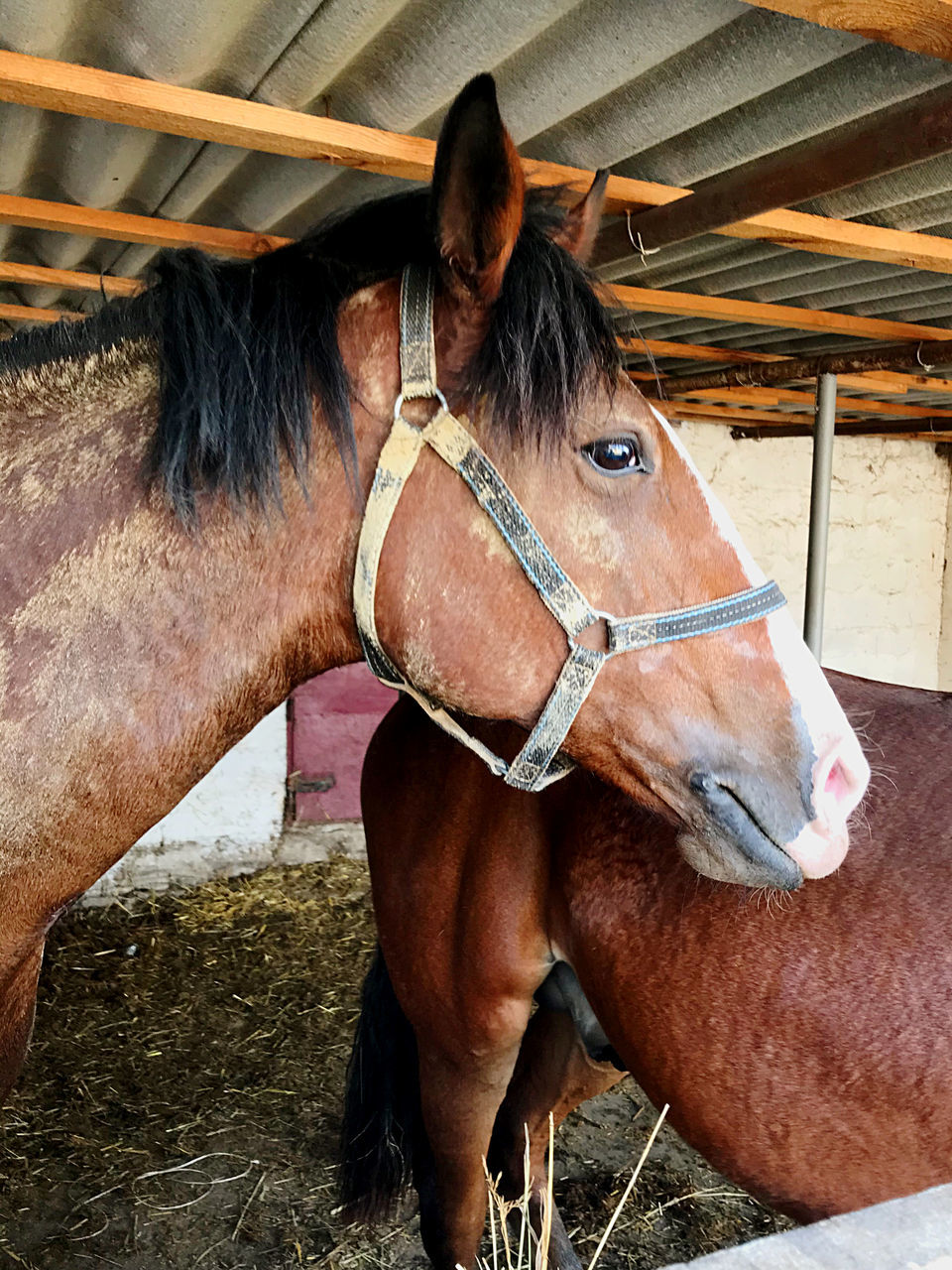 horse, animal, animal themes, mammal, domestic animals, livestock, pet, animal wildlife, halter, one animal, mane, mare, brown, bridle, stallion, working animal, animal body part, herbivorous, rein, no people, day, animal head, mustang horse, pack animal, farm, stable, standing, nature, outdoors, close-up, animal pen