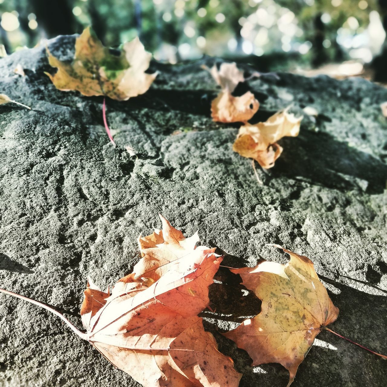 HIGH ANGLE VIEW OF DRY MAPLE LEAVES ON ROCK