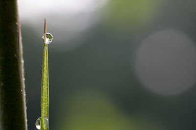 Close-up of plant against blurred background