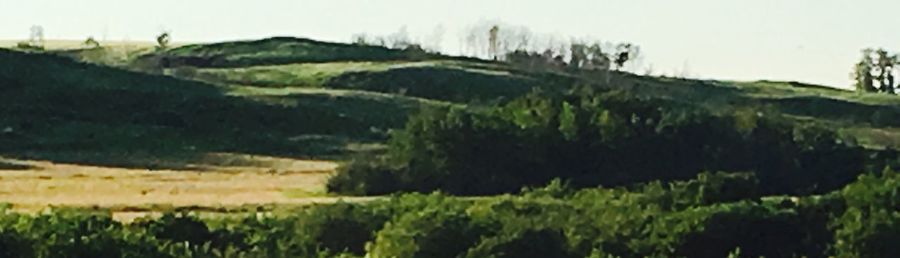 Scenic view of field against clear sky