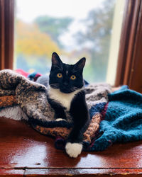 Close-up of cat sitting on table