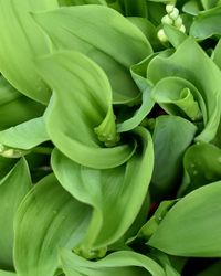 Full frame shot of fresh green rose