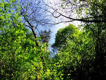 Low angle view of tree against sky