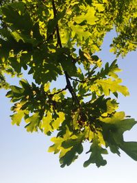 Low angle view of leaves on tree