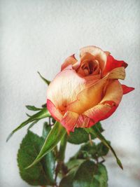 Close-up of rose