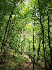 View of trees in forest