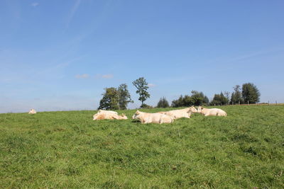 Cows on field against sky