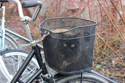 Cat in the luggage rack of a bike.