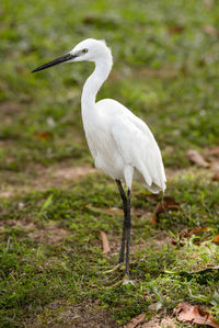 Close-up of white bird standing on grass field