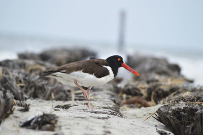 Close-up of bird on rock at beach