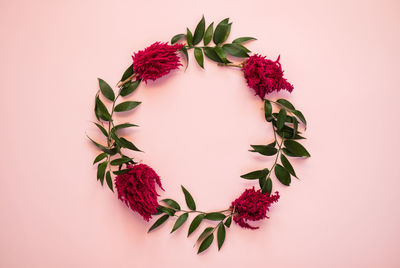 Close-up of pink flowering plant against white background