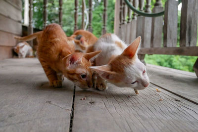 Cats resting on wood