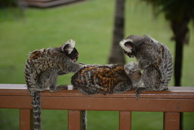 Tamarin sitting on railing against blurred background