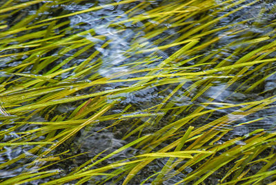 Full frame shot of fresh green plants