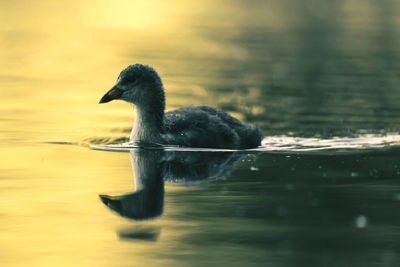 Duck swimming in lake