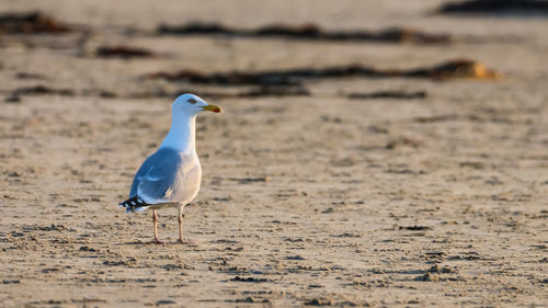 Seagull perching on a sand